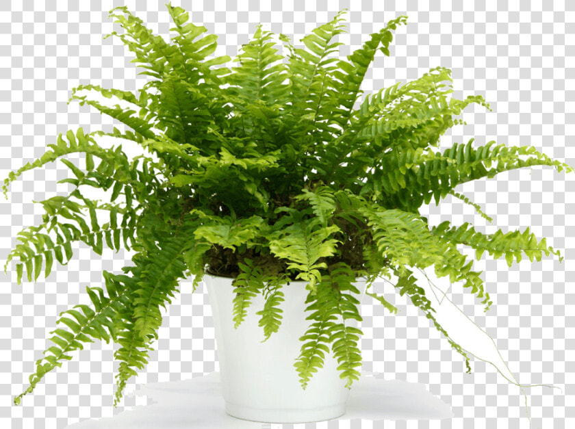 Choosing The Best Plants   Fern In White Pot  HD Png DownloadTransparent PNG