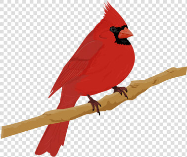 Cardinal Bird   Cardinal Png  Transparent PngTransparent PNG