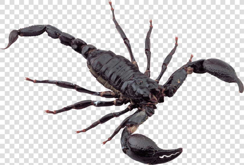 Black Scorpion   Scorpion Png  Transparent PngTransparent PNG