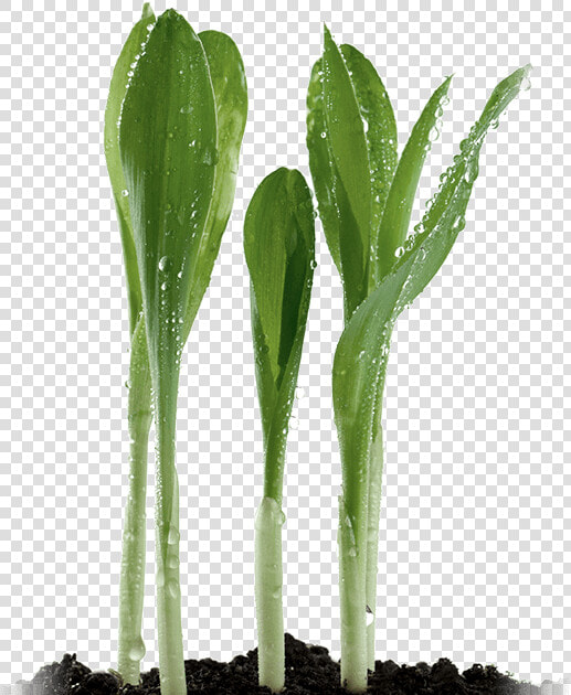 Corn Sprouts   Xanthan Gum Plant  HD Png DownloadTransparent PNG