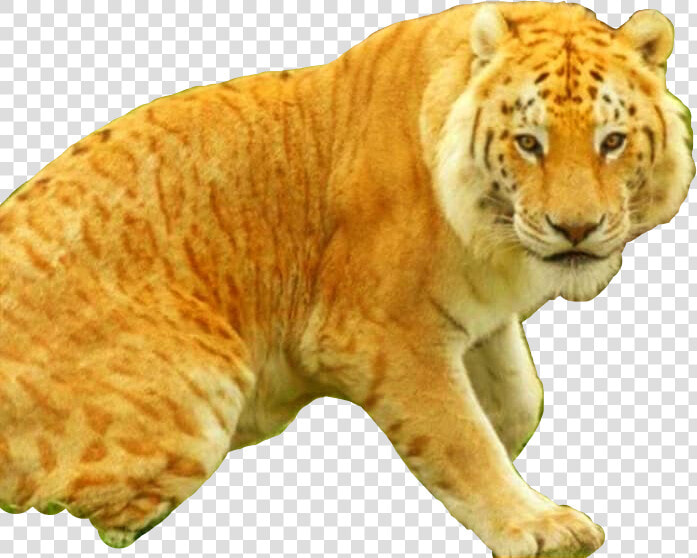  liger  freetoedit   Tiliger  HD Png DownloadTransparent PNG