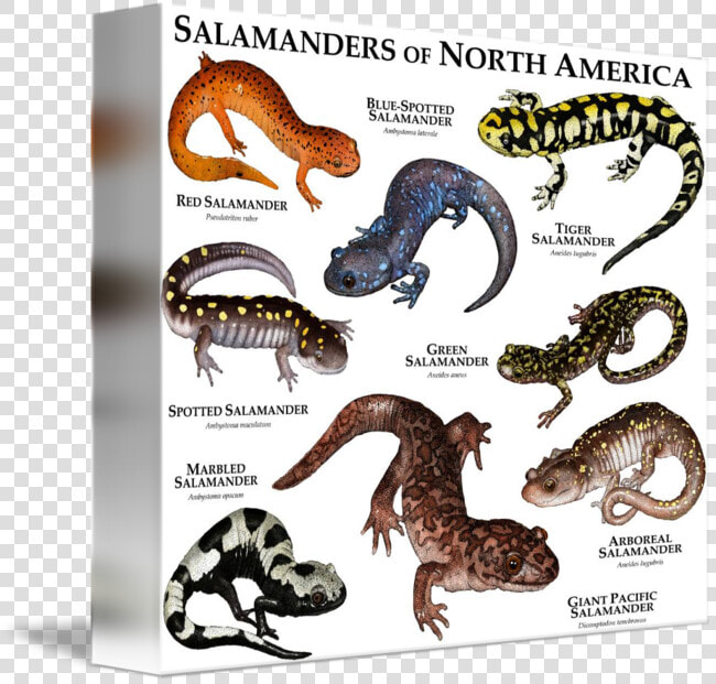 Amphibians Drawing Blue Spotted Salamander   North American Salamander  HD Png DownloadTransparent PNG