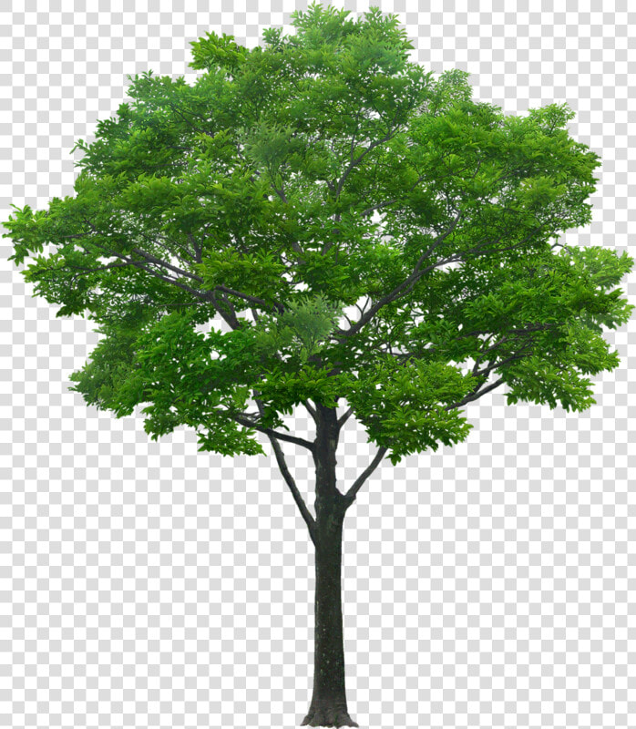 Trees In Elevation For Photoshop  HD Png DownloadTransparent PNG