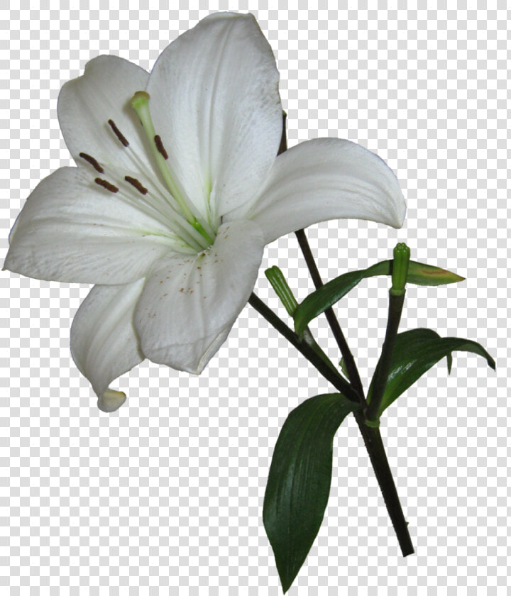 Easter Lily Lilium Candidum Arum lily Garden Lilies   Lilies Transparent Background  HD Png DownloadTransparent PNG