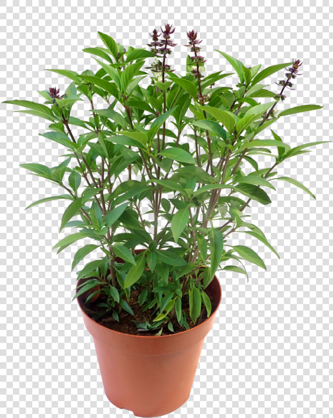 Thai Basil Plant Singapore   Houseplant  HD Png DownloadTransparent PNG