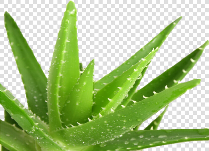 9 Aloe Vera Aloe Barbadensis Miller  HD Png DownloadTransparent PNG