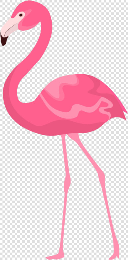 Flamingo Clipart Quotes   Flamencos Rosados En Una Pata  HD Png DownloadTransparent PNG