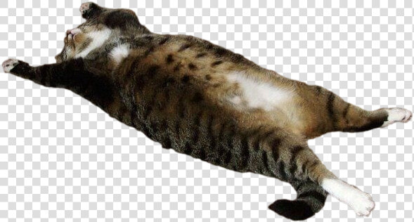 Fat Cat Transparent   Transparent Fat Cat Png  Png DownloadTransparent PNG