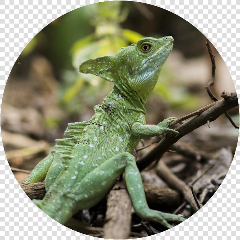 Animales Exoticos En Nicaragua  HD Png DownloadTransparent PNG