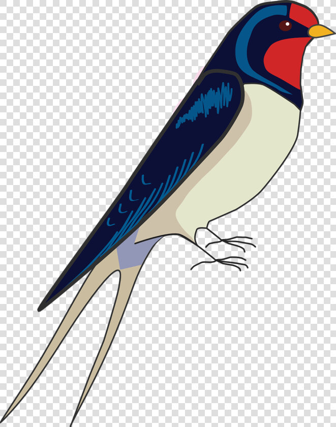 How To Draw A Bird  How To Draw A Swallow   Draw Easy Swallow Bird  HD Png DownloadTransparent PNG