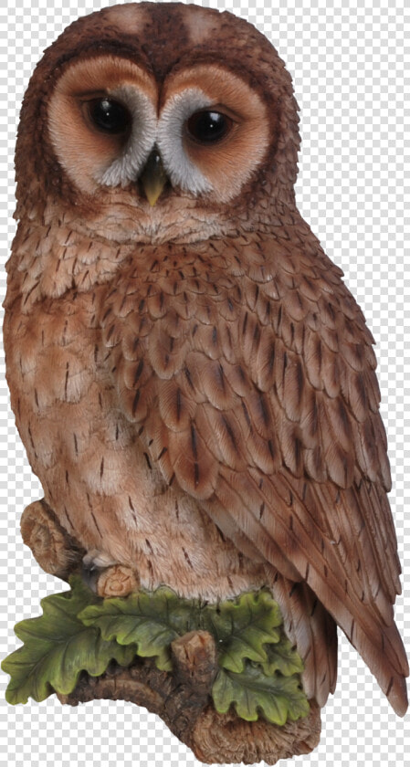 Owl Png Transparent   Tawny Owl Clipart  Png DownloadTransparent PNG