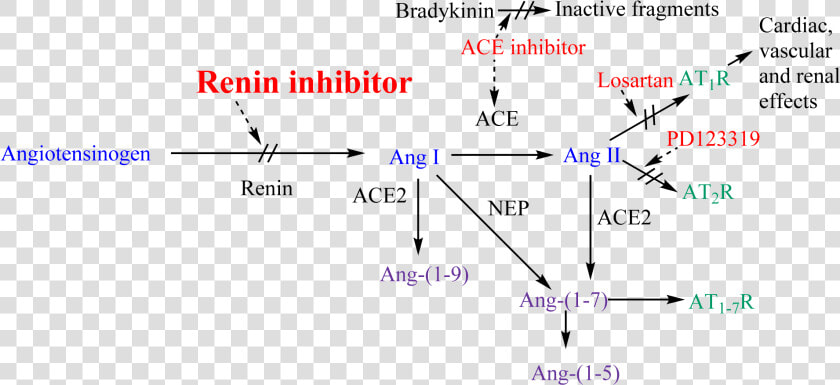 Renin anigotensin System And Potential Steps Of Blockage   Raas Inhibitors  HD Png DownloadTransparent PNG