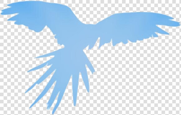 Transparent Flying Parrot Drawing  Flying Parrot Png   Transparent African Birds Png  Png DownloadTransparent PNG