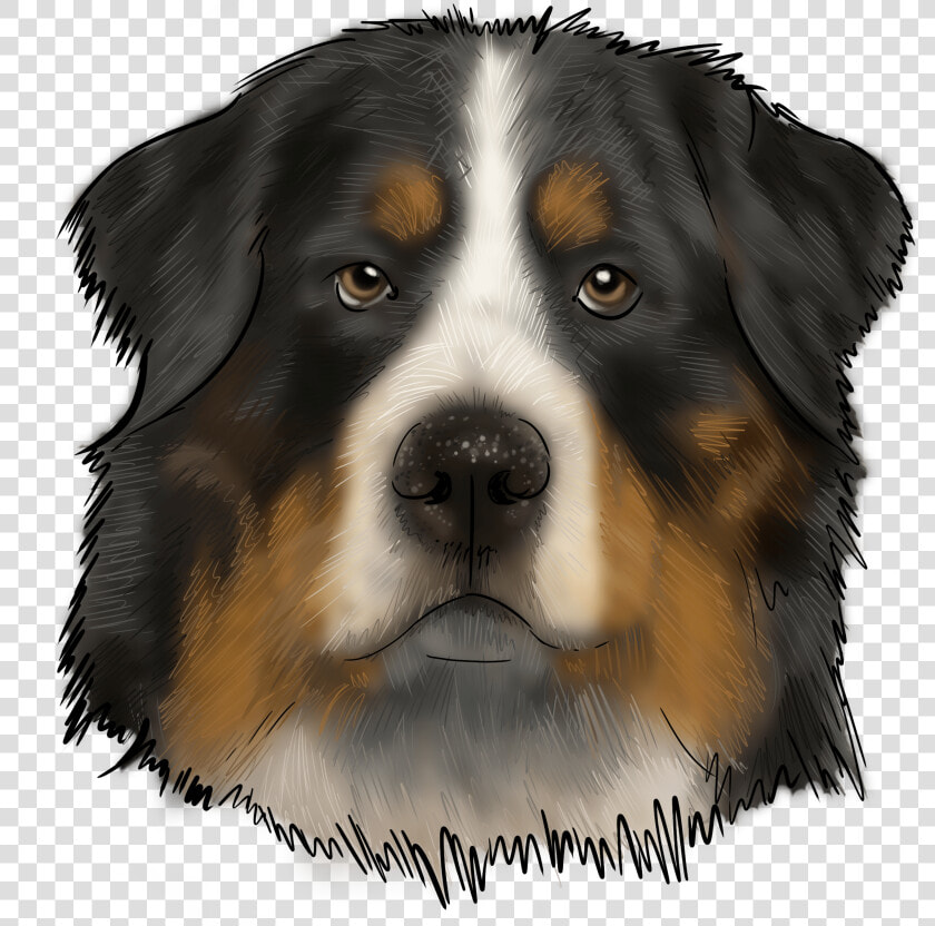 Bernese Mountain Dog  HD Png DownloadTransparent PNG