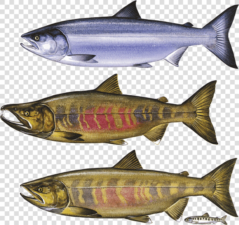 Real Chum Salmon Png   Chum Salmon Png  Transparent PngTransparent PNG