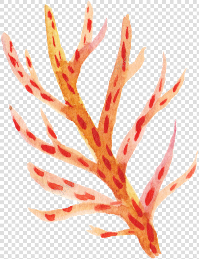 Orange Coral Png   Coral Clip Art Transparent Background  Png DownloadTransparent PNG