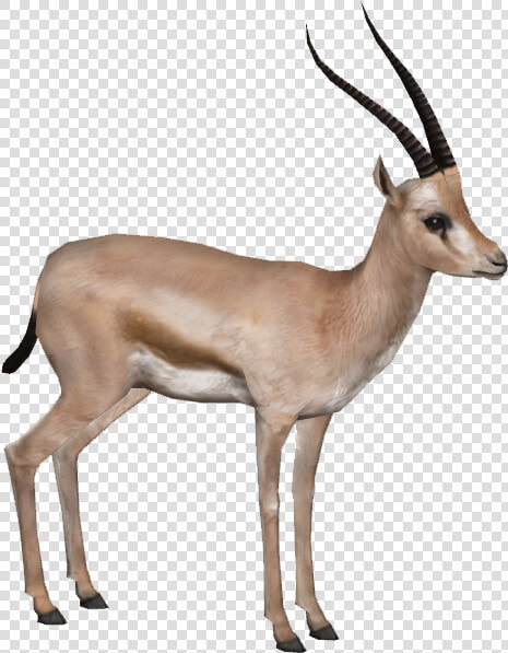 Gazelle Png Hd   Gazelle Png  Transparent PngTransparent PNG