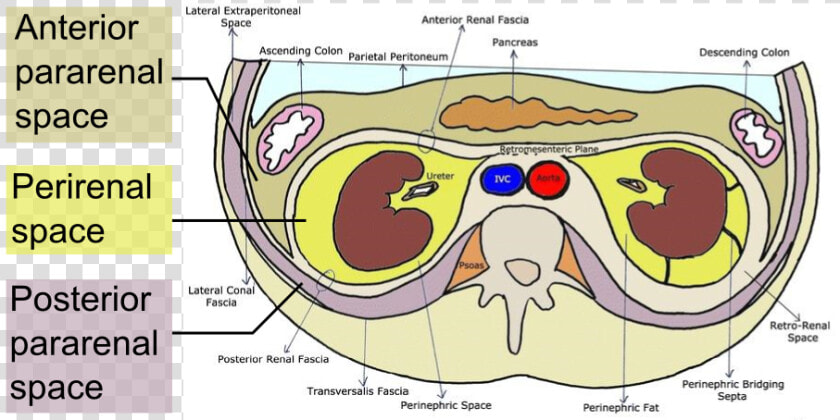 Retroperitoneal Spaces   Zuckerkandl Fascia  HD Png DownloadTransparent PNG