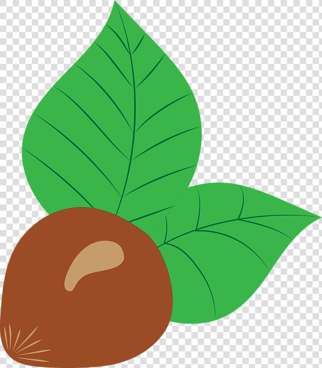 Hazelnut  Vector  Drawing  Fruit  Nut  Brown  Chestnut   Hazelnut  HD Png DownloadTransparent PNG