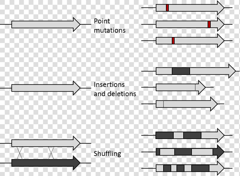 De Mutations   Directed Protein Evolution Limitation  HD Png DownloadTransparent PNG