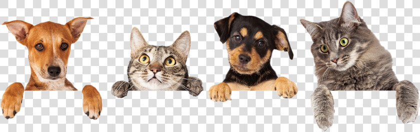 Best Pets Veterinary Hospital Is Your Veterinarian   Welcome Dogs And Cats  HD Png DownloadTransparent PNG