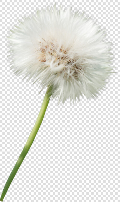 Transparent Dandelions Png   Одуванчик На Прозрачном Фоне  Png DownloadTransparent PNG