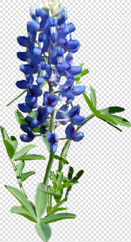 Hd Texas Bluebonnet   Bluebonnet Png  Transparent PngTransparent PNG