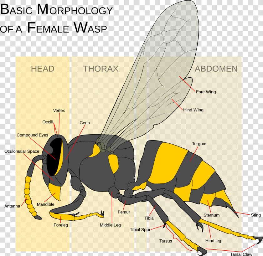 Yellow Jacket Vs Wasp Vs Hornet  HD Png DownloadTransparent PNG