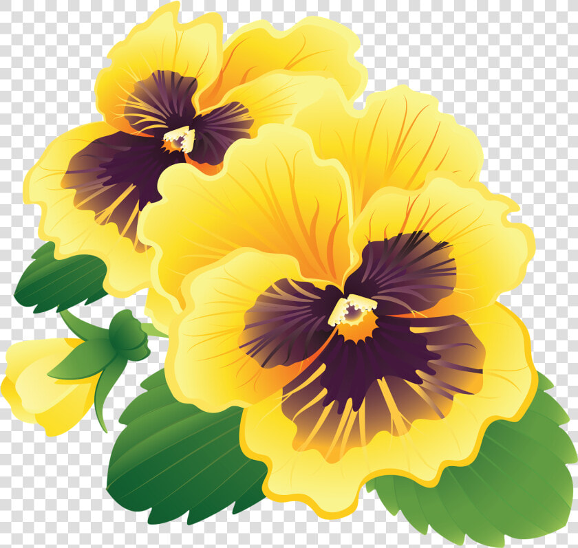 Pansy Clipart Transparent   Pansy Flowers Png Png  Png DownloadTransparent PNG