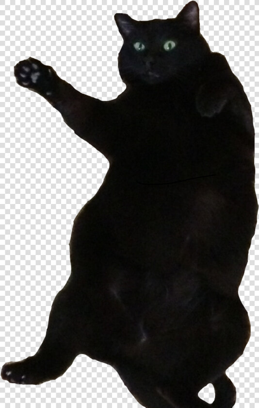 Transparent Fat Cat Png   Fat Black Bombay Cat  Png DownloadTransparent PNG