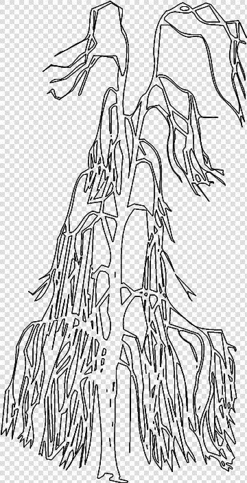 Tree 996 Elevation3d View Class Mw 100 Mh 100 Pol   Line Art  HD Png DownloadTransparent PNG