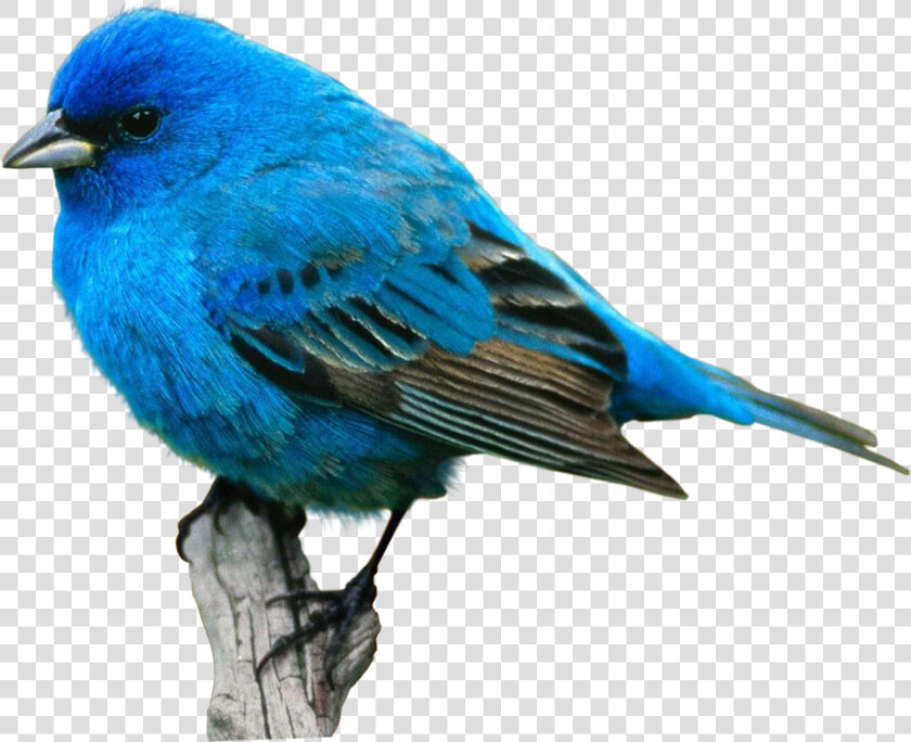 Bird Food Crane Desktop Wallpaper Eastern Bluebird   Blue Bird Transparent Background  HD Png DownloadTransparent PNG