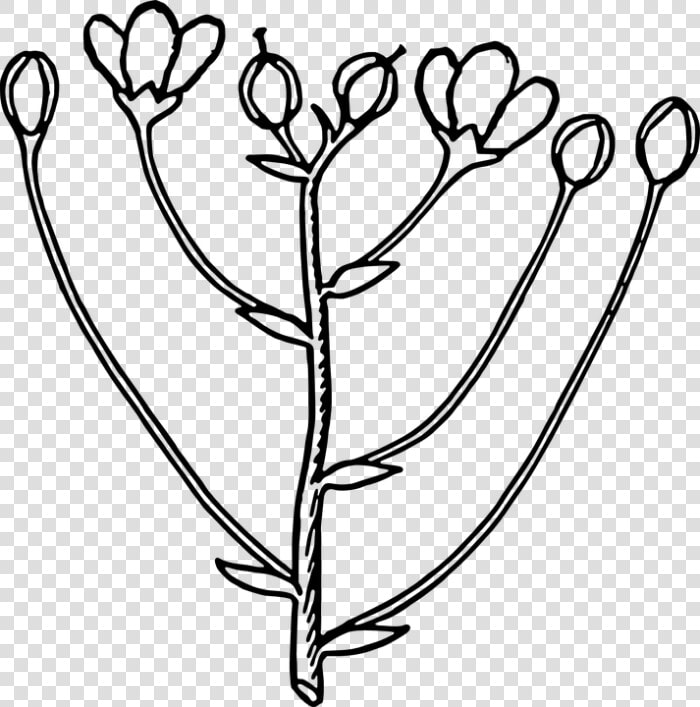 Flower Bud Png   Black And White Bud  Transparent PngTransparent PNG