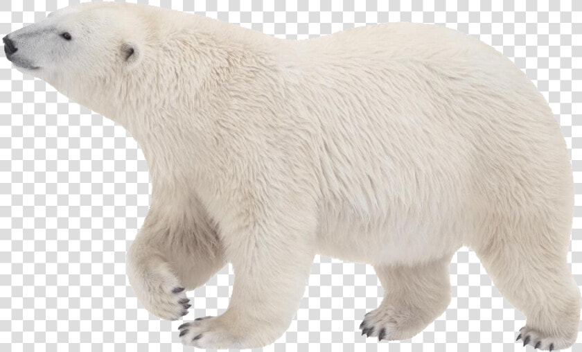 Polar White Bear Png   Polar Bear No Background  Transparent PngTransparent PNG