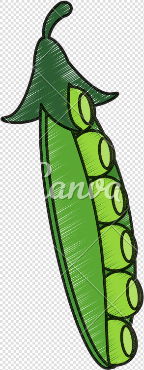 Drawing Of Peapod   Snap Pea  HD Png DownloadTransparent PNG