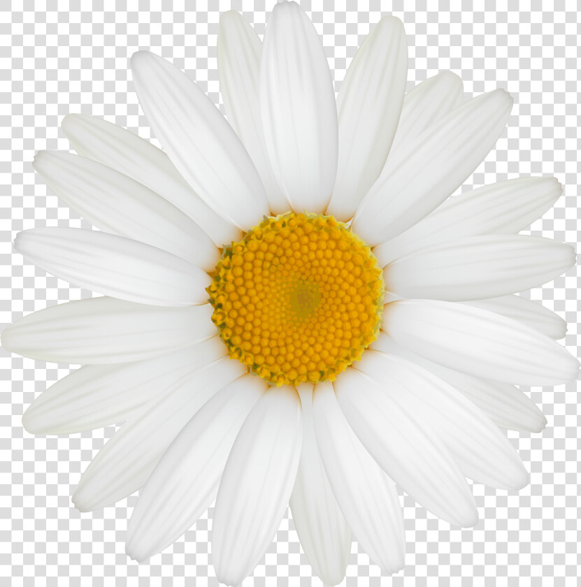 White Daisy Png   Pictures   Great Gatsby Daisy Flower  Transparent PngTransparent PNG