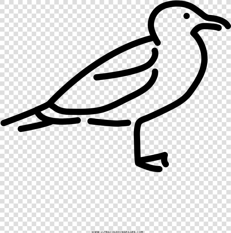 Transparent Gaviota Png   Illustration  Png DownloadTransparent PNG