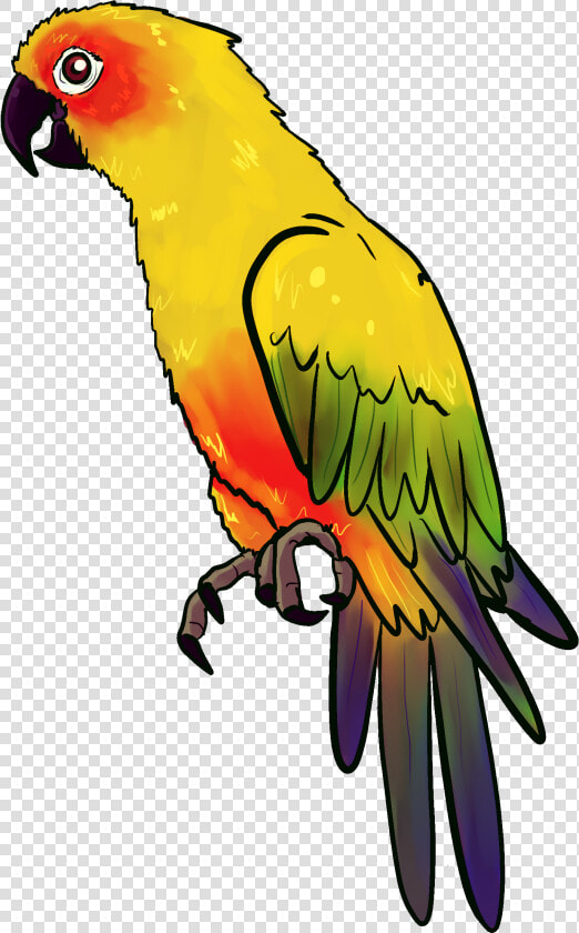 Drawn Parakeet Pirate Parrot   Parrot Drawing  HD Png DownloadTransparent PNG