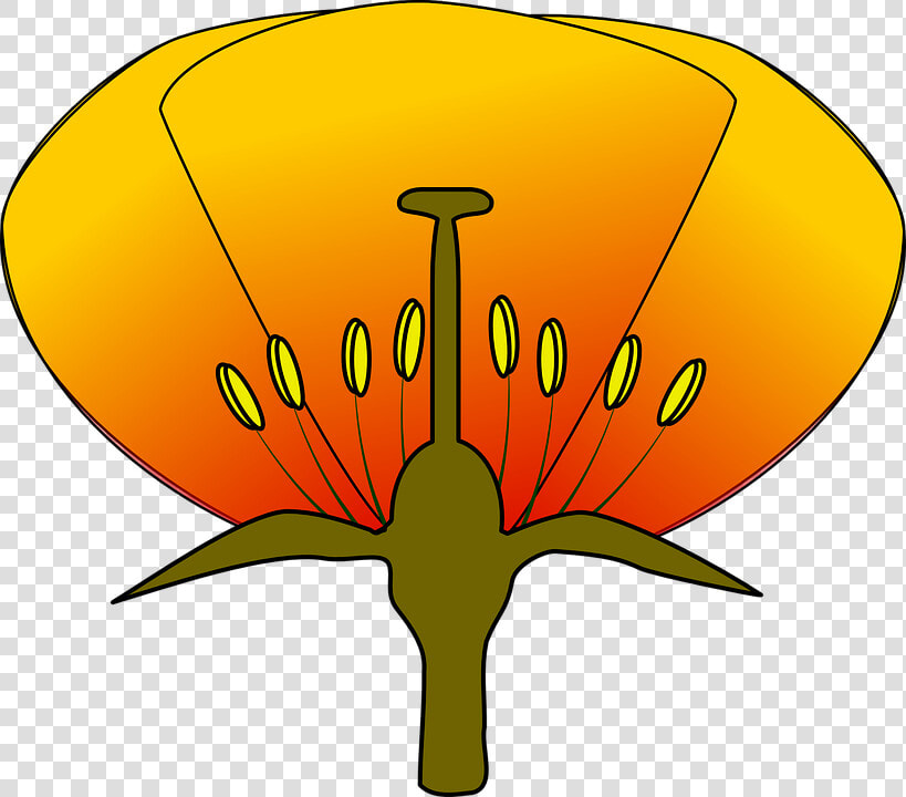 Simple Flower Diagram Clipart   Diagram Of A Flower Unlabeled  HD Png DownloadTransparent PNG