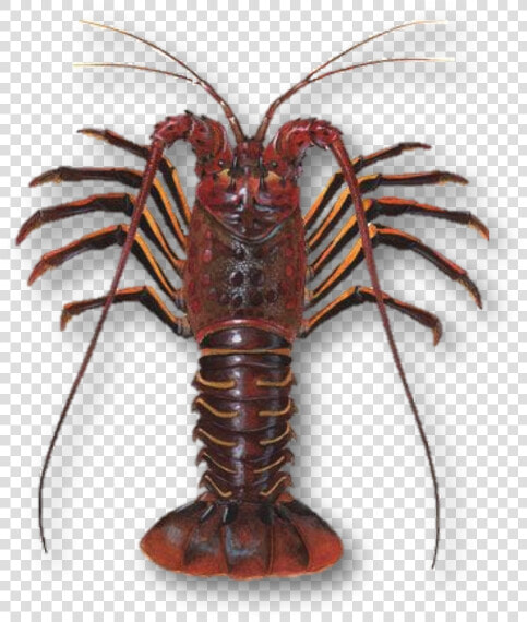 Difference Between Lobster And Crayfish  HD Png DownloadTransparent PNG