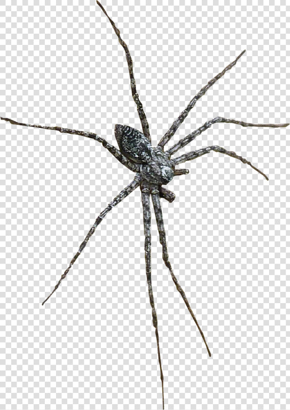 Barn Spider Widow Spiders Wolf Spider Insect   Wolf Spider  HD Png DownloadTransparent PNG