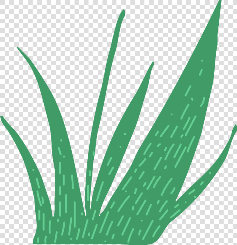 This Is A Sticker Of Grass   Agave Azul  HD Png DownloadTransparent PNG