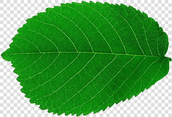 Single Plant Leaf Png Picture   Leaf Png  Transparent PngTransparent PNG