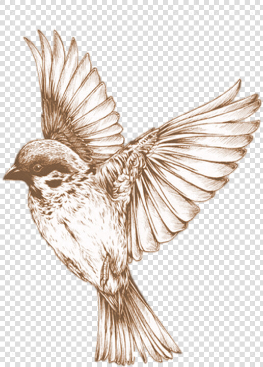 Bird Png 21  Buy Clip Art   Bird Transparent  Png DownloadTransparent PNG