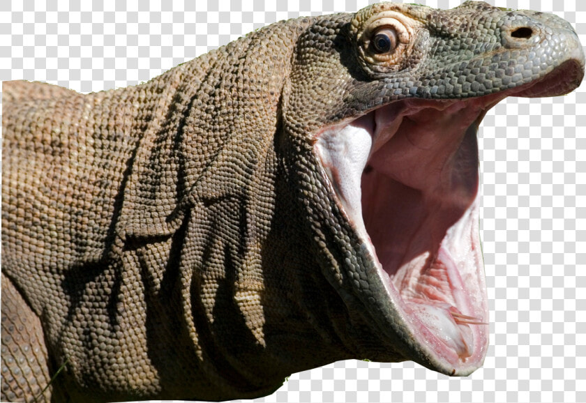 Komodo Dragon Iguana Clipart   Komodo Dragon  HD Png DownloadTransparent PNG