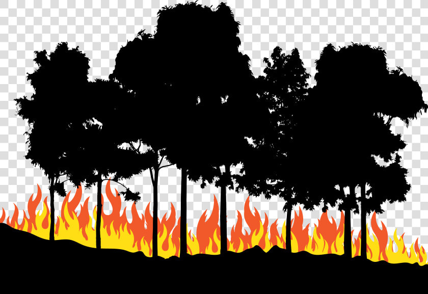 Fire Euclidean Vector   Forest Fire Png  Transparent PngTransparent PNG