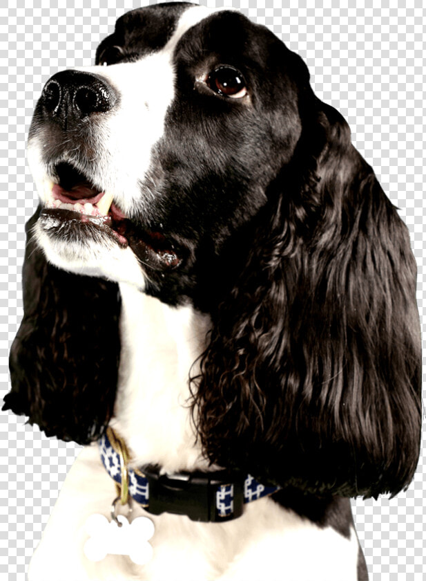 Cute Dog Looking Right At You With Big Brown Eyes   Dog Looking Right Png  Transparent PngTransparent PNG