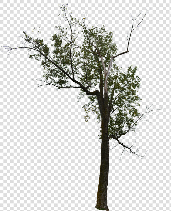 Dead Tree Dead Tree With No Background Halloween Tree  HD Png DownloadTransparent PNG