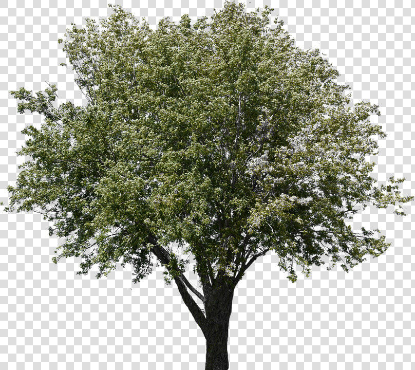 Gambel Oak  HD Png DownloadTransparent PNG