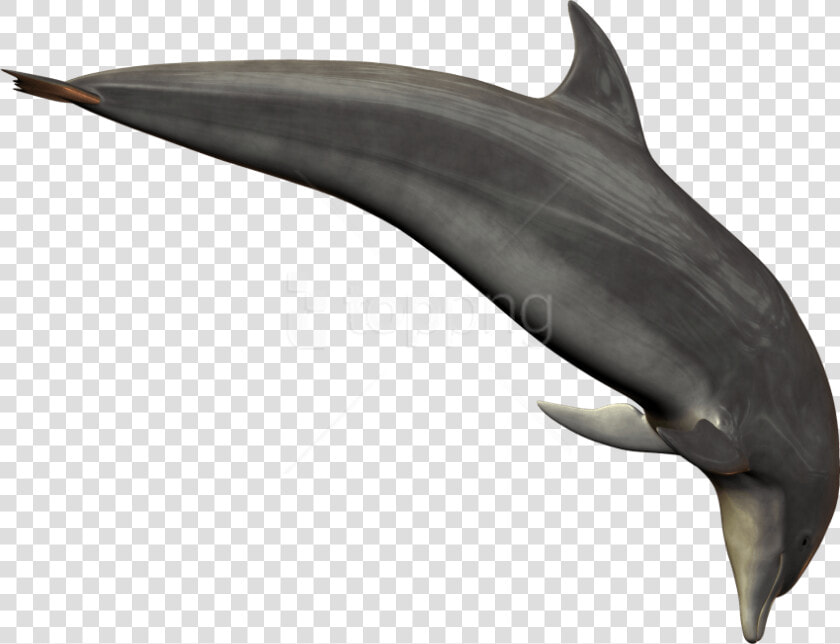 Free Png Dolphin Png Images Transparent   Dolphin Png Transparent  Png DownloadTransparent PNG